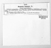 Tympanis prunastri image